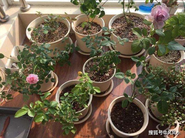 [风风小]原创过年入手不少花，拿回家先处理“花盆”，根系透水开花越来越旺