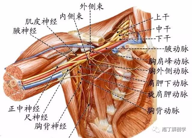 (一)颈丛除第2~11胸神经的前支外,其余脊神经的前支分别交