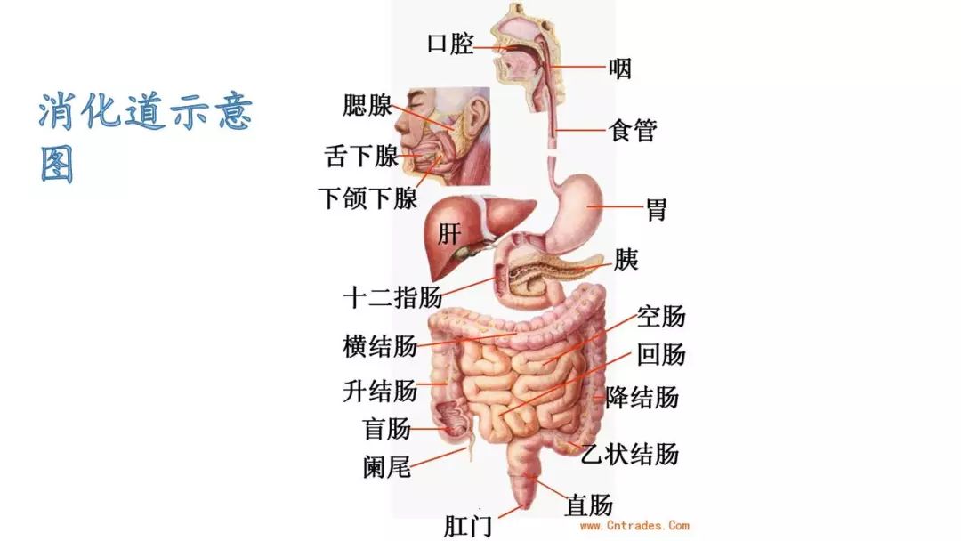 ppt上消化道出血护理查房