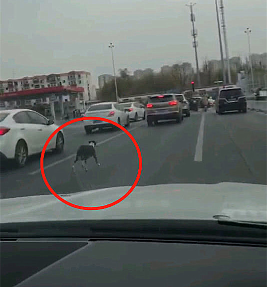 狗狗下車，狗主人卻駕車離開，女子看到狗狗反應後心疼不已 寵物 第1張