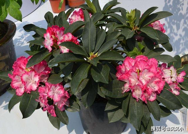 [风风小]原创过年入手不少花，拿回家先处理“花盆”，根系透水开花越来越旺