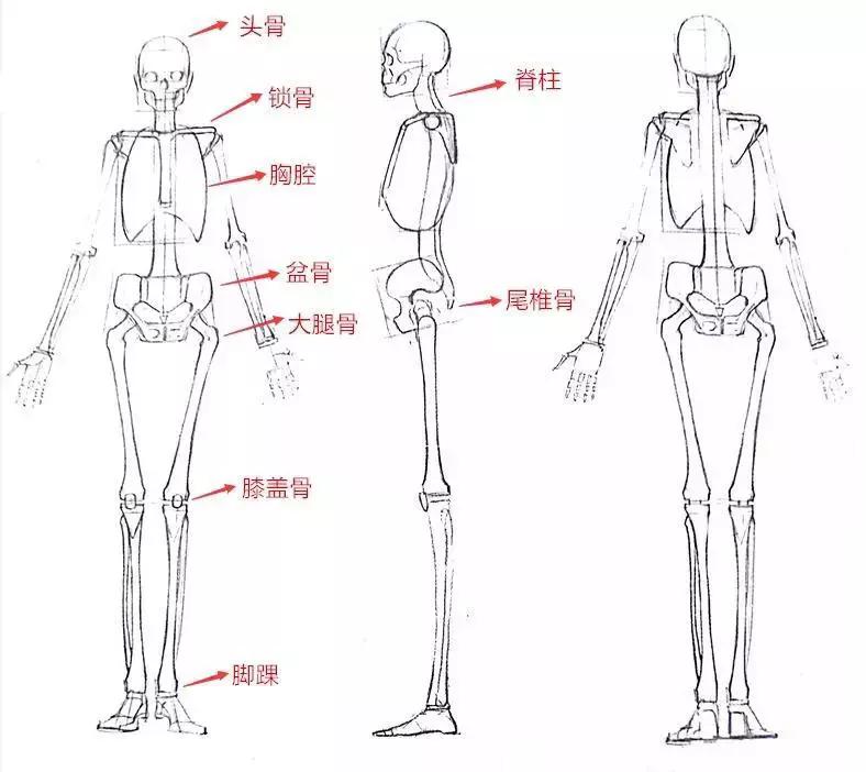 绘画人体骨骼和肌肉的画法,学好这些你的人体就完美了