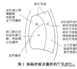 纵隔解剖   纵隔疾病x线诊断要点