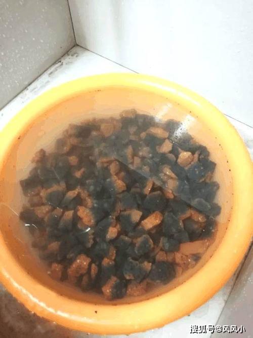[风风小]原创过年入手不少花，拿回家先处理“花盆”，根系透水开花越来越旺