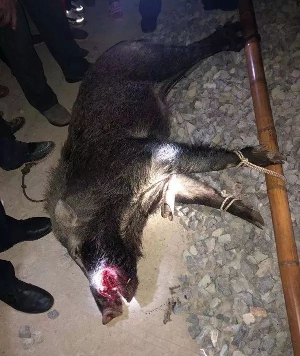 福建:300斤野猪冲进村民家中连咬数人,连中两枪后狂奔