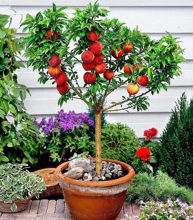 在阳台盆栽这9种果树,家里1年都不用买水果了!