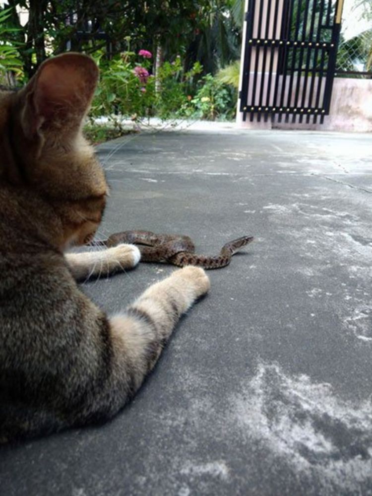 原创猫咪抓蛇后拿它当玩具,躺地上对蛇一番戏耍,蛇脸这次丢大了