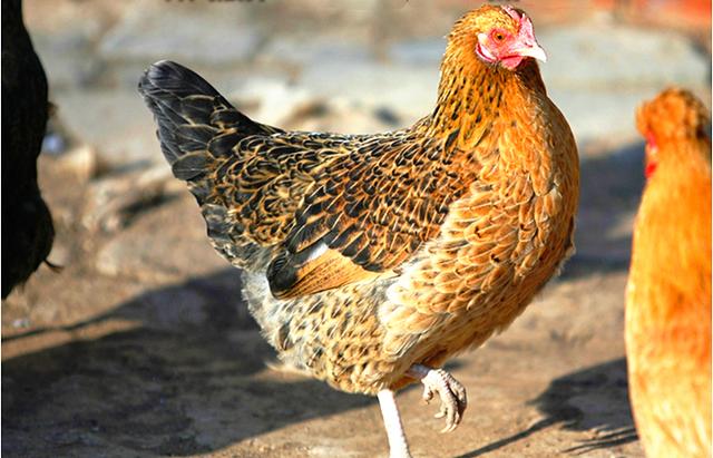 鸡屁股到底能不能吃,真吃了会怎样?