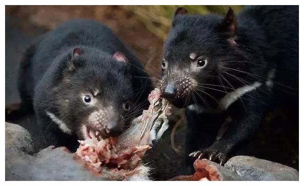 以为是大老鼠在猎食其实是与蜜獾一字之差的袋獾在猎食