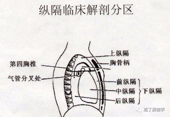 三部:心包前面与胸骨之间为前纵隔;心包及大血管所占据的区域为中纵隔