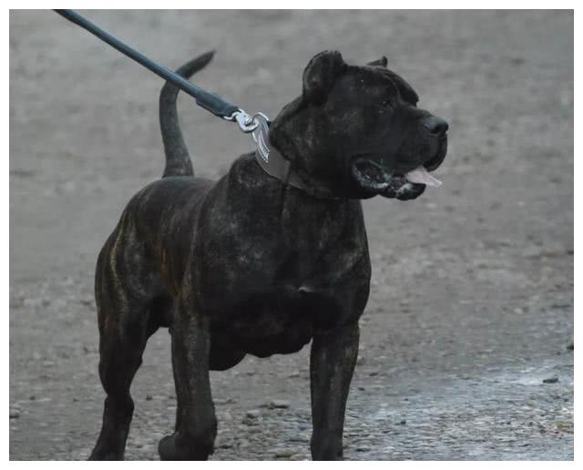 禁养犬加纳利犬,不仅打得过比特犬,还经常伤人甚至致死的狗狗