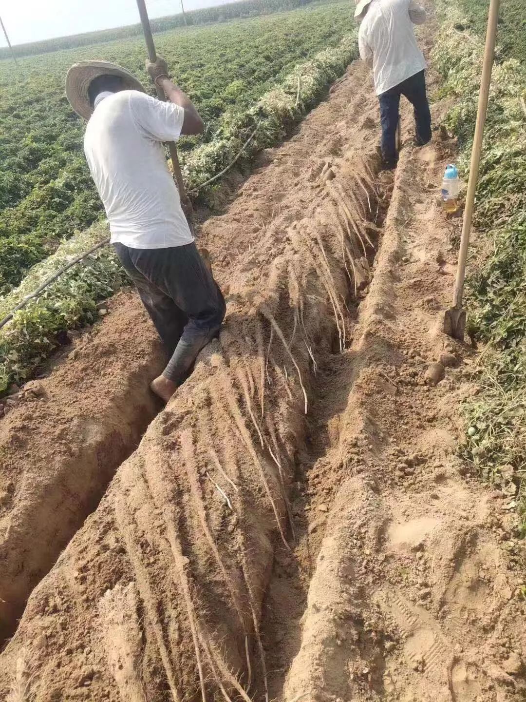 成就了全国最适宜山药生长的环境. 至今已有三千年山药种植历史!