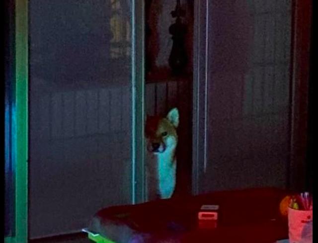 網友半夜起來上廁所，看到陽臺上柴犬的模樣被嚇了一跳，貞子犬？ 寵物 第2張