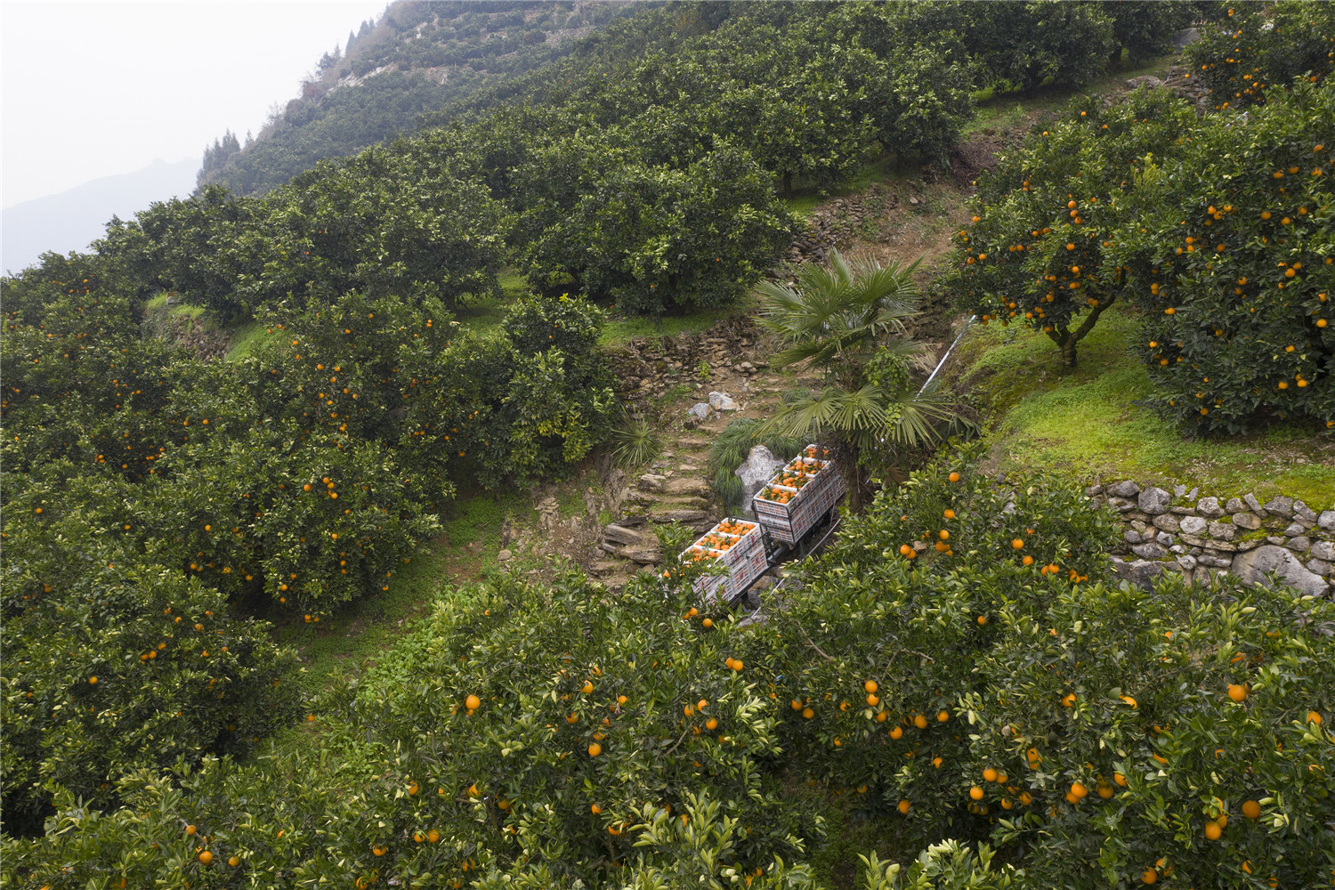 湖北秭归:脐橙下山坐上了"动车"