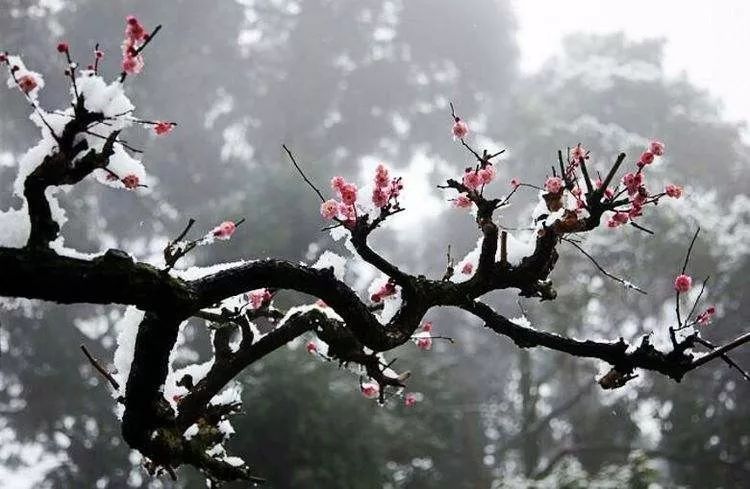 曲谱踏雪寻梅_踏雪寻梅(3)