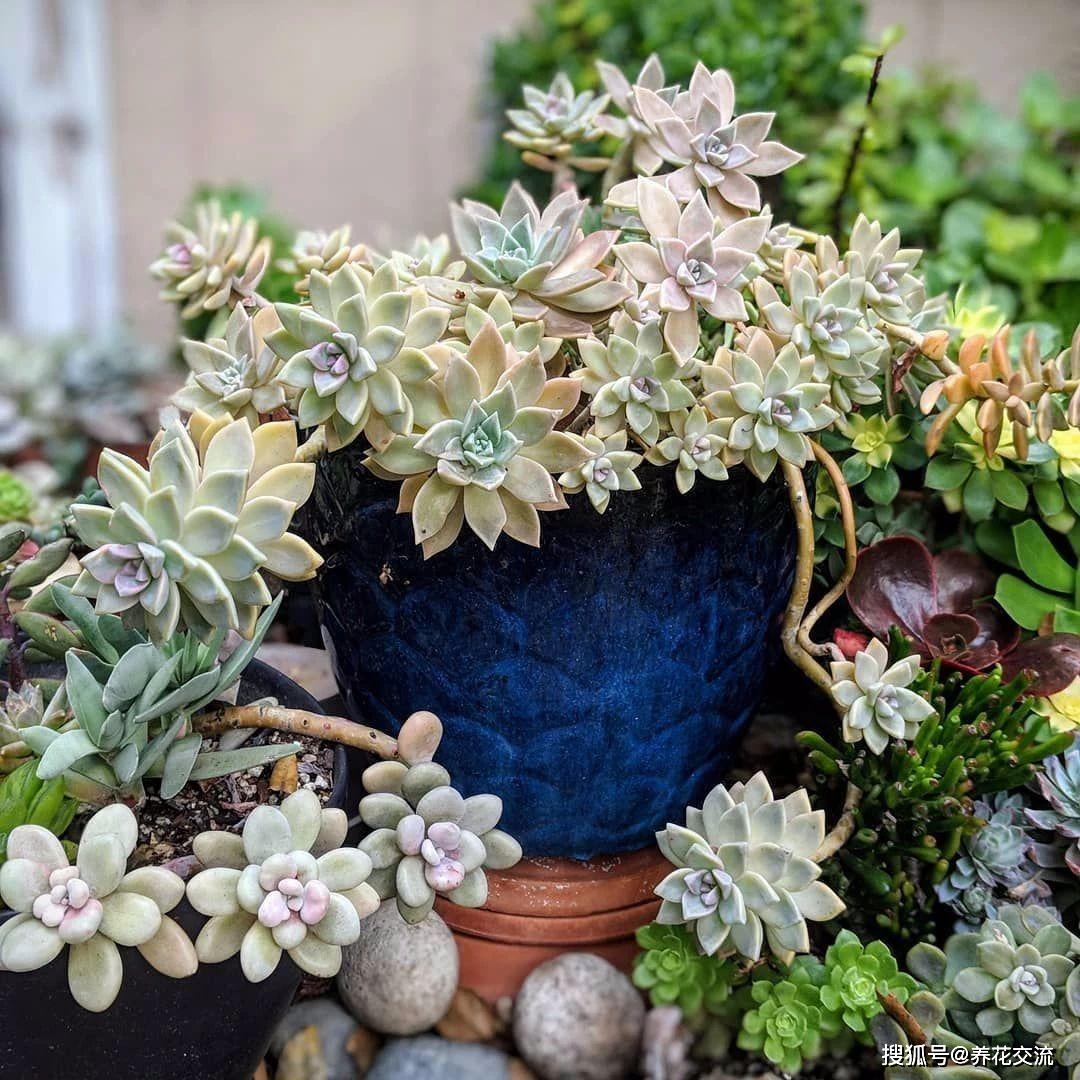 多肉小花盆高颜值 8da4c3ccdc244601bfd0bbfb70b7d628.jpeg