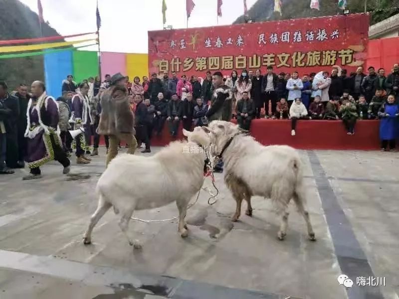 斗山羊!赏民俗!北川白什乡隆重举行第四届白山羊文化旅游节