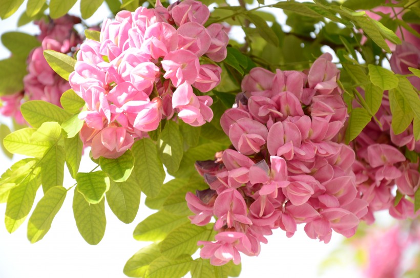 ԭ2020꼪,ʢ,ǿ,