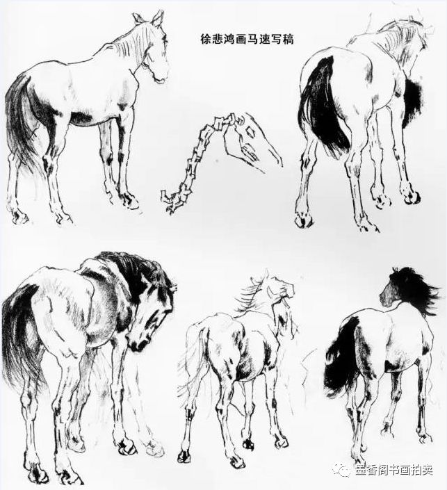 悲鸿马注重解剖:徐悲鸿早期画马有过大量速写素描写生稿,对马的结构了