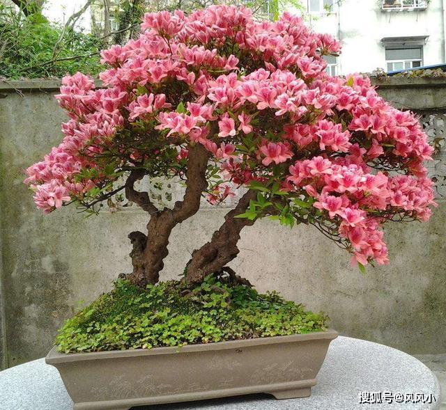 [风风小]原创过年入手不少花，拿回家先处理“花盆”，根系透水开花越来越旺