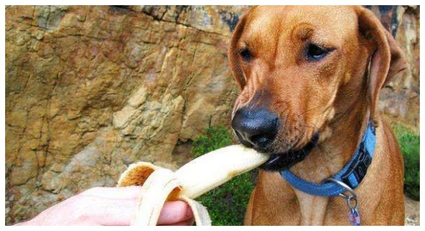 人类能吃的香蕉,狗狗可以吃吗?吃香蕉对狗狗有哪些好处?