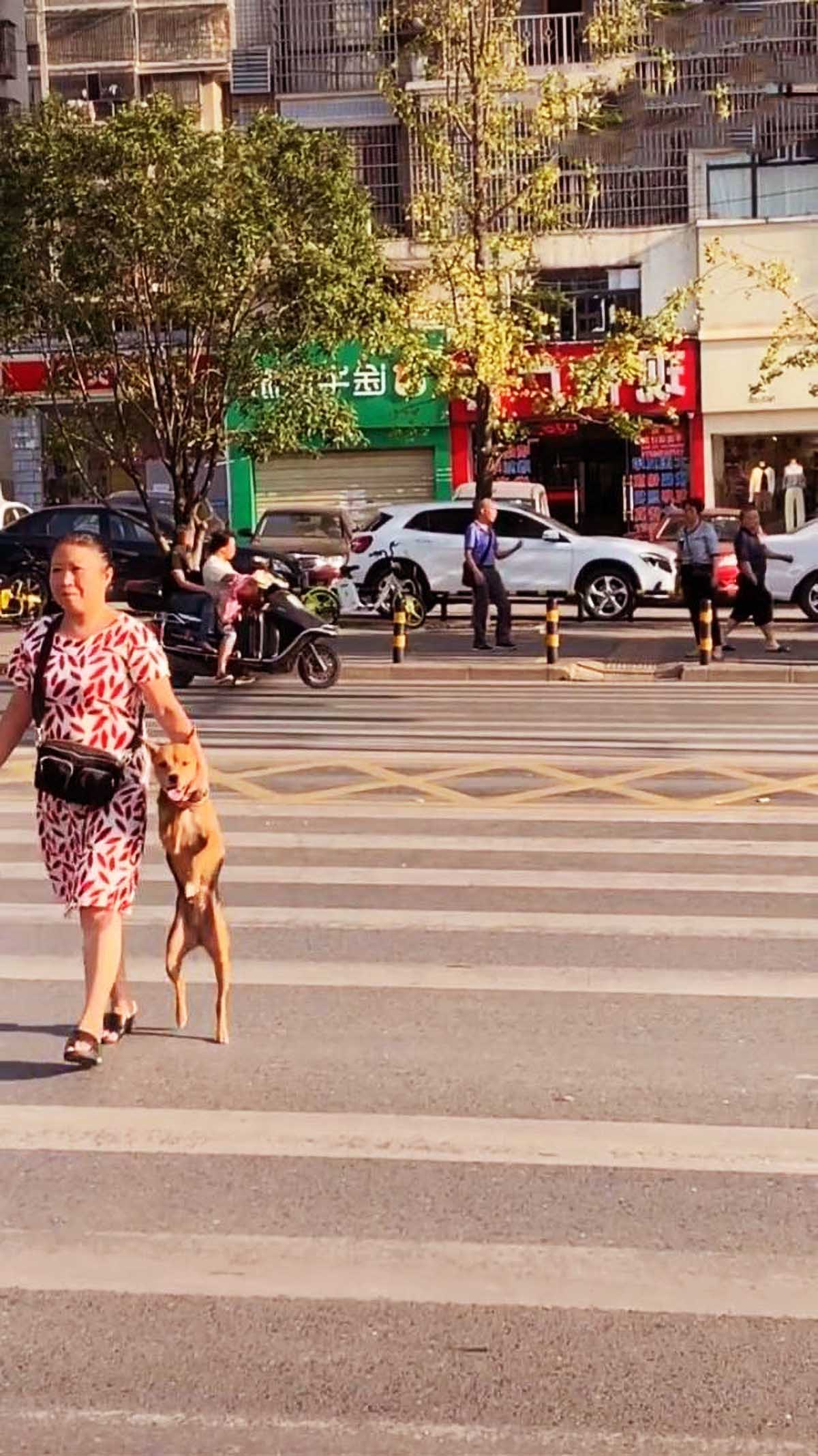 大姐用特別方式牽狗過馬路，吸引眾人目光，一時沒忍住瞬間笑噴！ 寵物 第3張