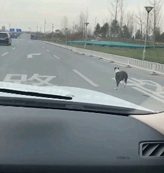 狗狗下車，狗主人卻駕車離開，女子看到狗狗反應後心疼不已 寵物 第3張