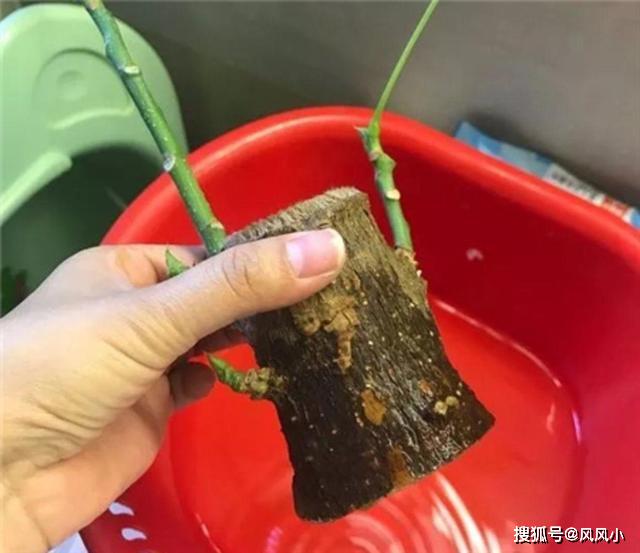 [风风小]原创过年入手不少花，拿回家先处理“花盆”，根系透水开花越来越旺