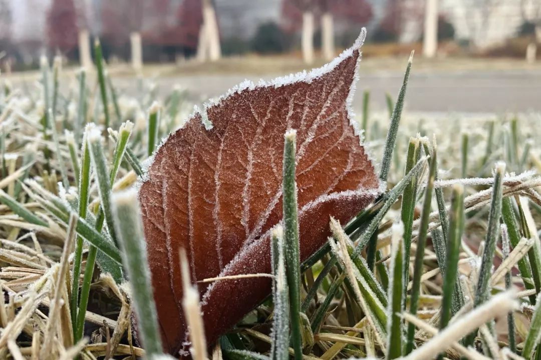 冬霜 来自搜狐网