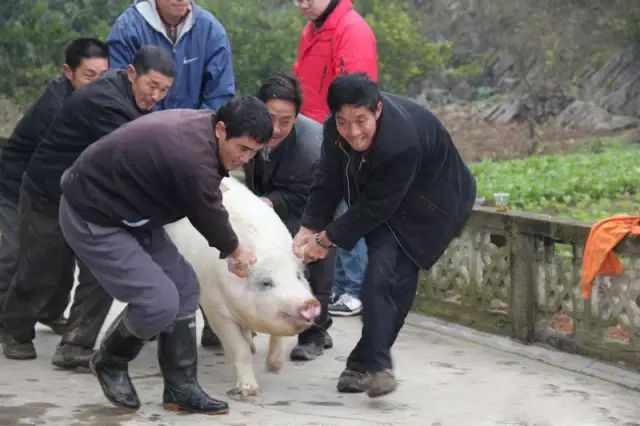 杀猪当天,主人家还会请左领右舍,亲朋好友一起吃"杀猪饭".