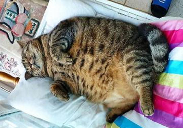狸花猫最好动?小猫竟胖成猪,主人开始怀疑其品种