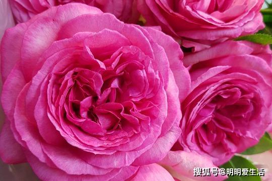 玫瑰花怎么吃才最好 14ce8c850acc4fa093b31a0d80eb0c24.jpeg