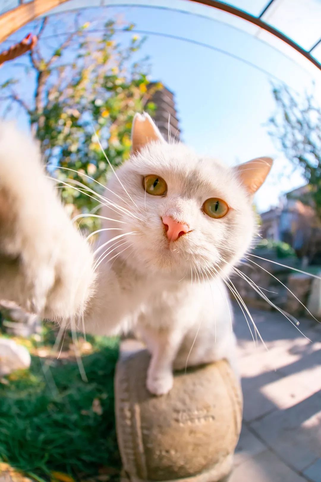 鱼眼镜头下的可爱猫咪超近距离一次吸个够