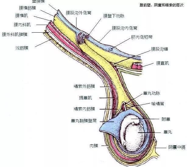 右侧阴囊肿大,触痛明显.