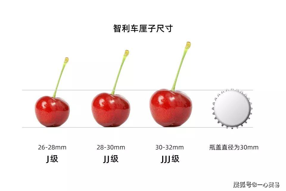 智利车厘子一般分为三个规格,分别是j-jumbo(900)为(26~28mm),jj(990)