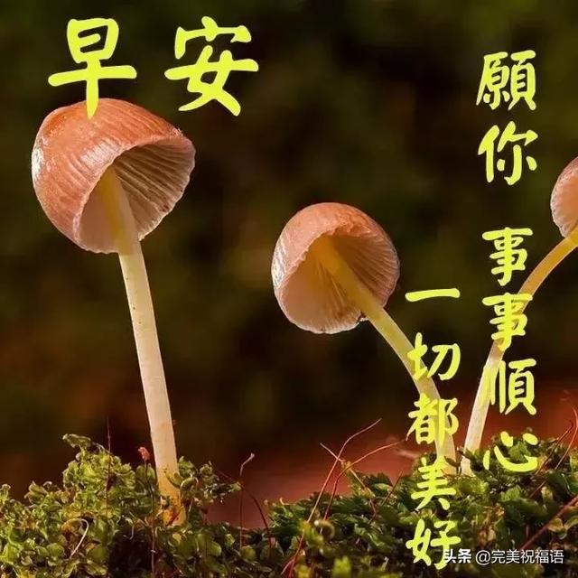 周一早上好祝福语带图片 早晨问候唯美句子