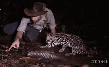 2c56428af5ef4bd4bbdfda70837cde61.gif
