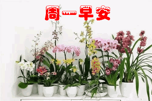 星期一朋友圈早上好祝福问候语短信,暖心早上好动态表情祝福图片