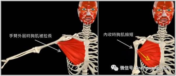 防止卧推时胸大肌撕裂的两个关键点