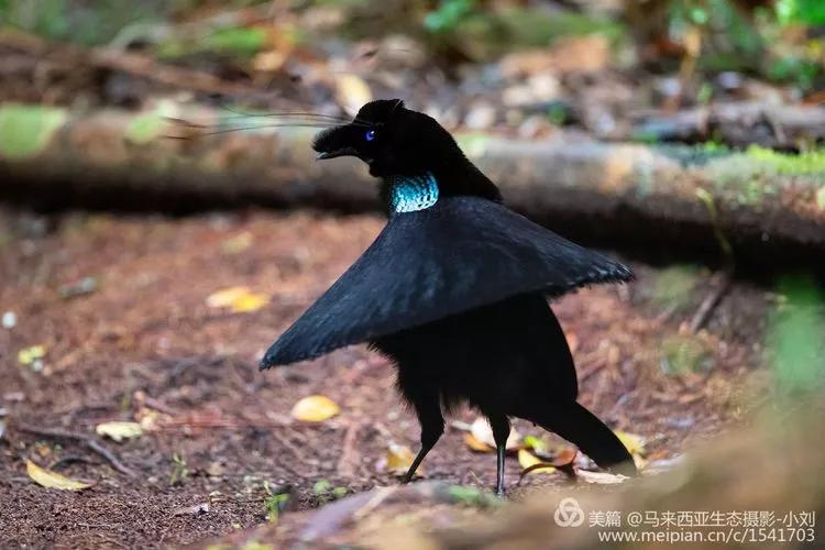走到西巴布亚看极乐鸟去