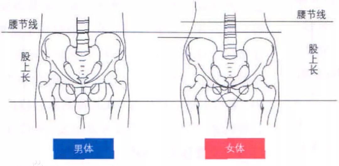 比如下面这张图,右边的腰要比左边长,给人更加女性化的感觉.