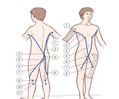 解剖列车人体12条筋膜链解析及具体手法操作