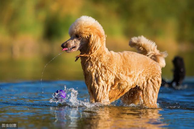 養隻「特大號的貴賓犬」是什麼體驗？主人：生不如死 寵物 第1張