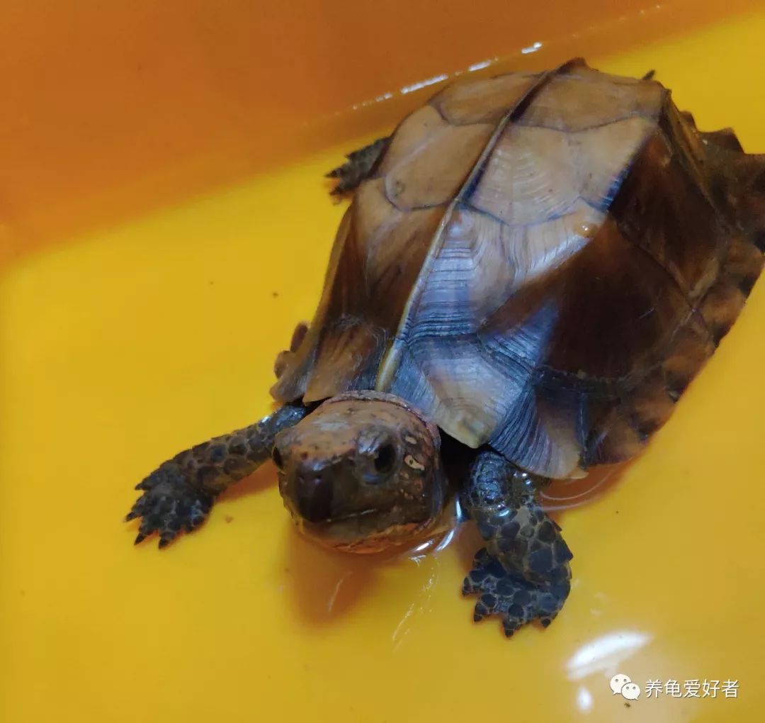 原创你知道半水龟都对吃的有哪些讲究吗?