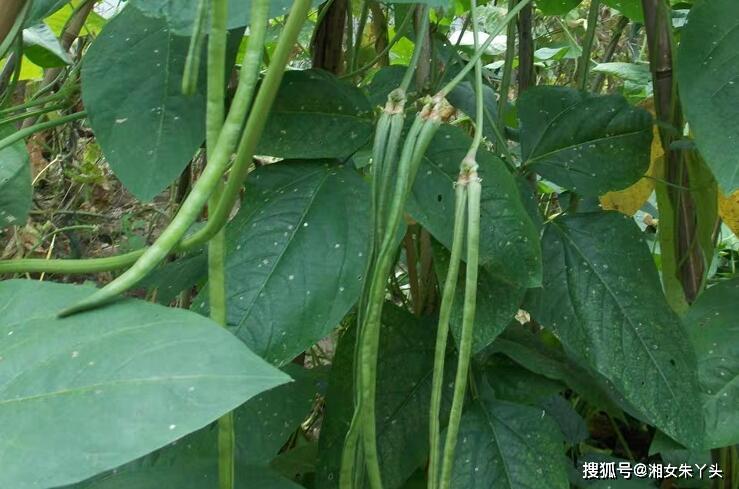 什么蔬菜可以一直生长 6b585c7b04f845899d227c585cafa5d7.jpeg