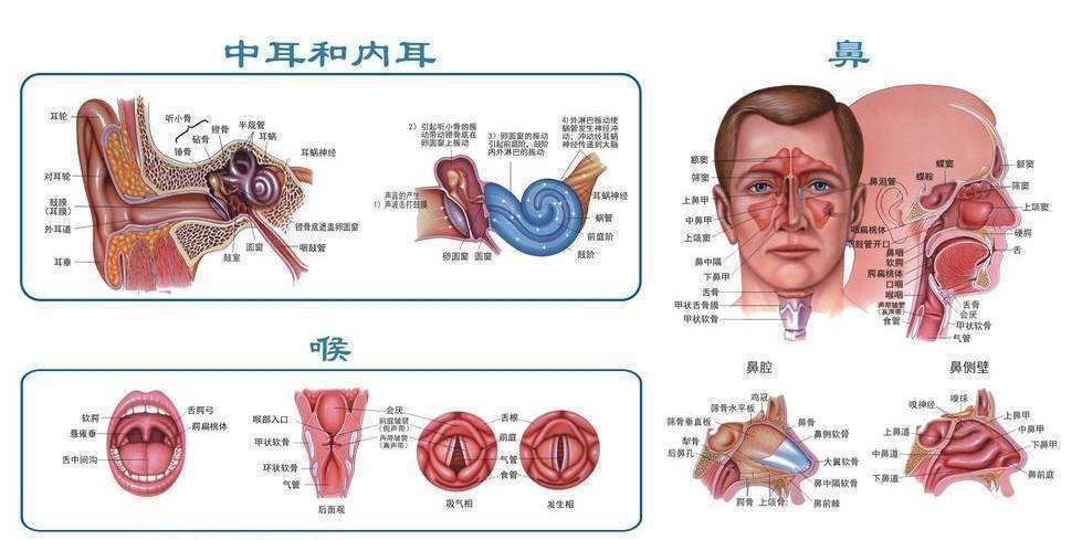 耳鼻喉科的"潜规则",为什么有的医生不对症治疗?