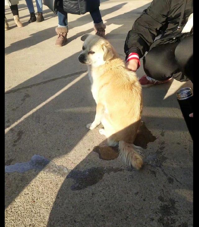 狗狗在戶外上廁所，尿結冰了把它的屁股凍住了，原諒我笑出聲來！ 寵物 第3張