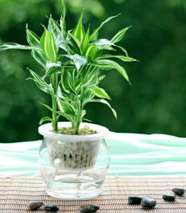 富贵竹养殖方法教程 909f758a2bb549969f10d06e0c3f1d57.jpeg