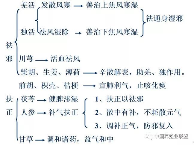 独活的简谱_中药独活图片(3)