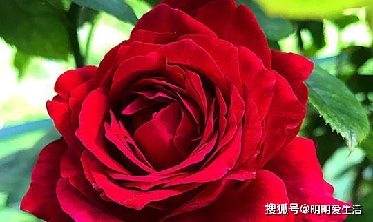 喜欢菊花,不如养盆"高档玫瑰"詹尼斯,高贵冷艳,飘香四溢